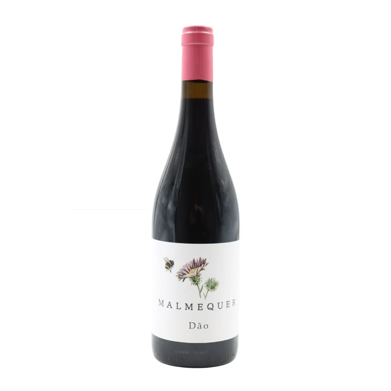 Malmequer Tinto