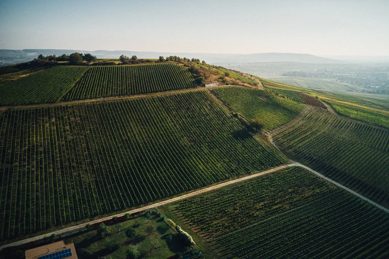 KREUZNACHER PARADIES Riesling trocken