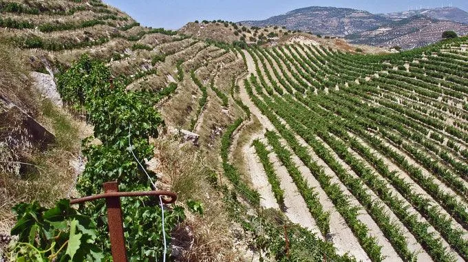 Kotsifali Rotwein Kreta - Domaine Zacharioudakis