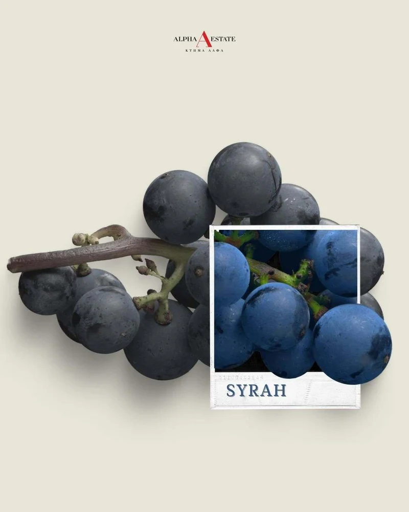 Syrah Turtles - Alpha Estate