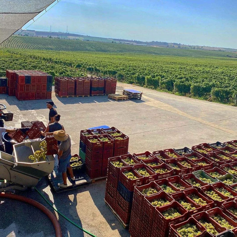 Gerovassiliou Viognier - Domaine Gerovassiliou