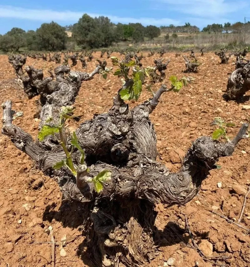 Savatiano Old Vines - Papagiannakos